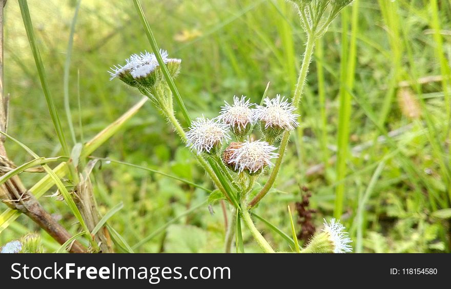 Flora, Plant, Flower, Grass