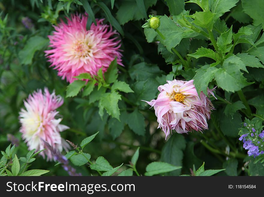 Flower, Plant, Annual Plant, Groundcover
