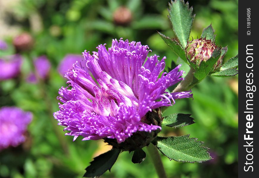 Flower, Purple, Plant, Flora
