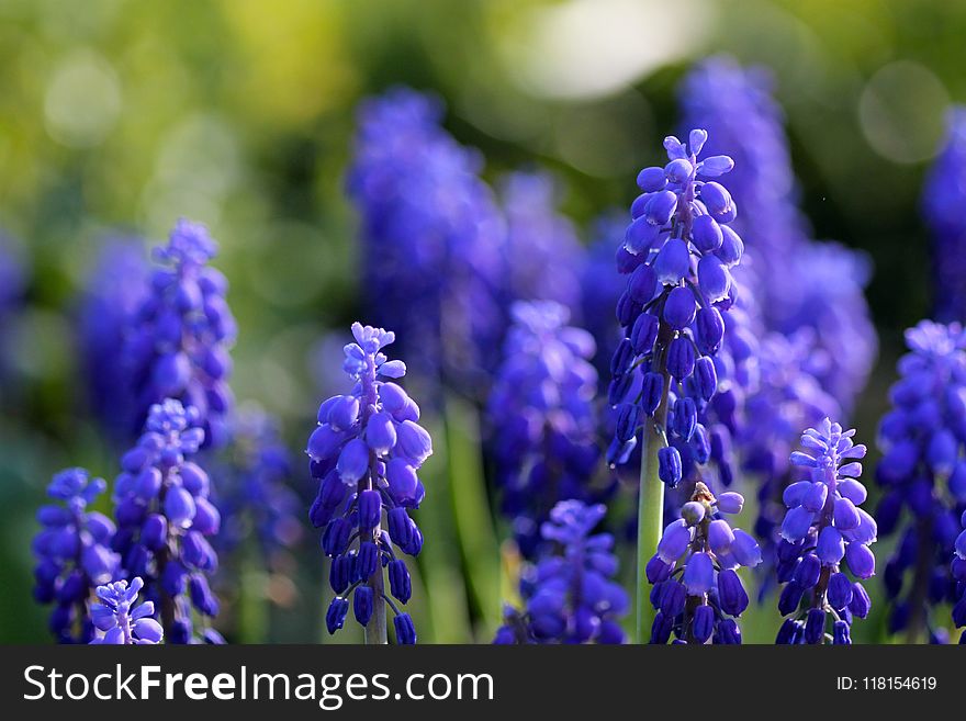 Blue, Flower, Plant, Purple