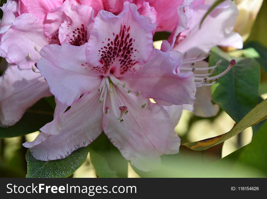 Flower, Woody Plant, Flowering Plant, Plant