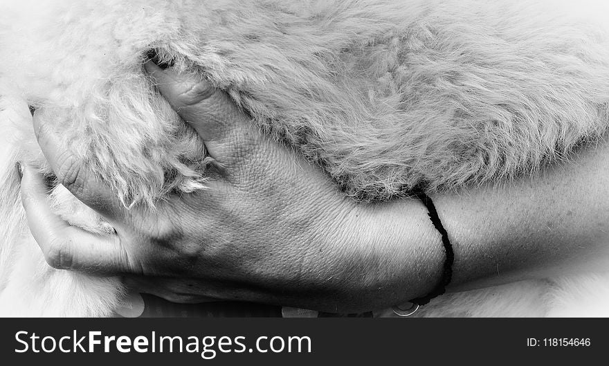 Black And White, Fur, Monochrome Photography, Nose