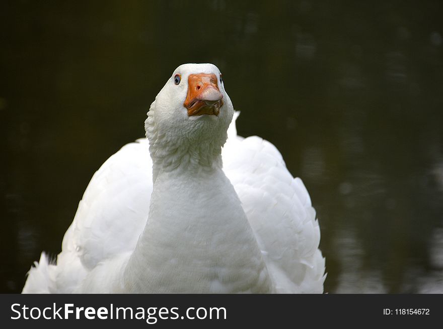 Water Bird, Bird, Beak, Ducks Geese And Swans