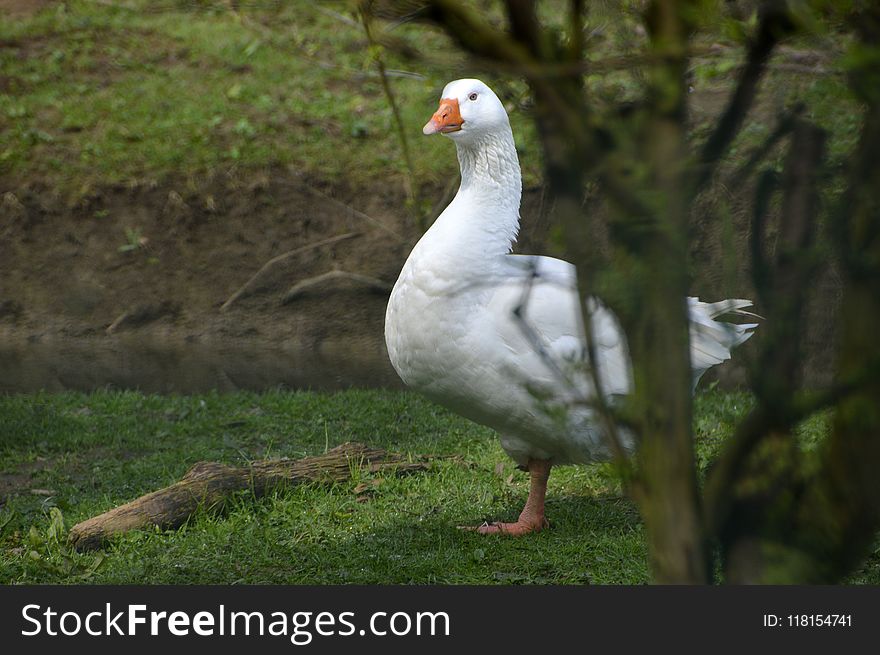 Bird, Water Bird, Goose, Ducks Geese And Swans