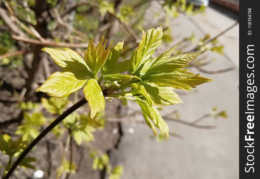 Plant, Leaf, Flora, Tree