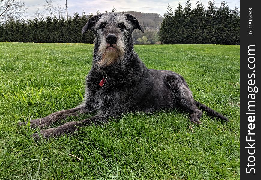 Dog, Dog Like Mammal, Dog Breed, Miniature Schnauzer