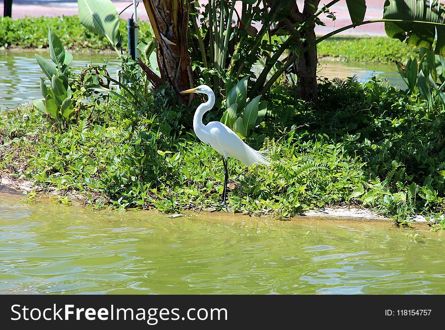 Bird, Water, Nature Reserve, Fauna