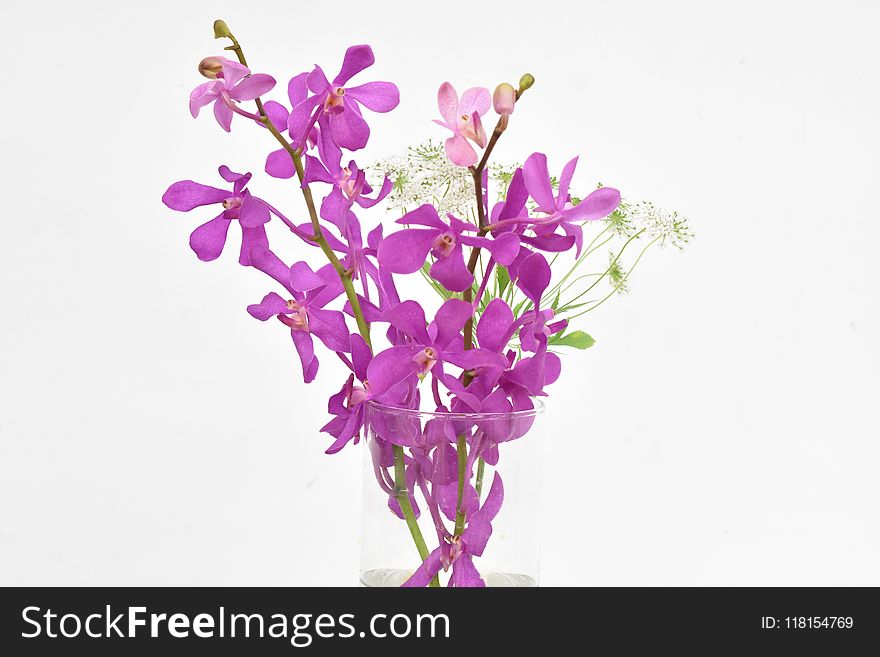 Flower, Purple, Cut Flowers, Plant