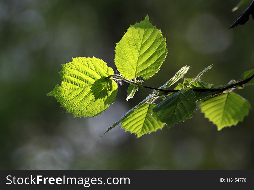 Leaf, Branch, Vegetation, Deciduous