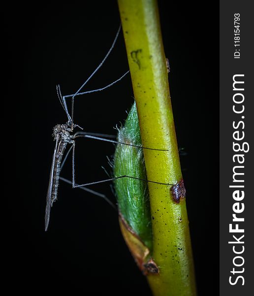 Insect, Invertebrate, Macro Photography, Organism