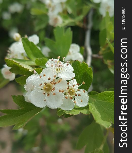 Hawthorn, Spring, Blossom, Viburnum