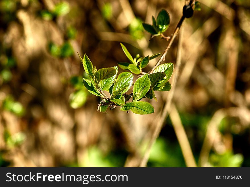 Leaf, Plant, Flora, Vegetation