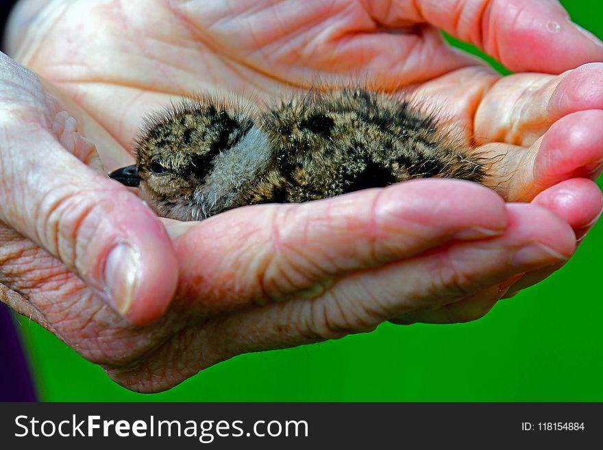 Fauna, Organism, Beak, Finger