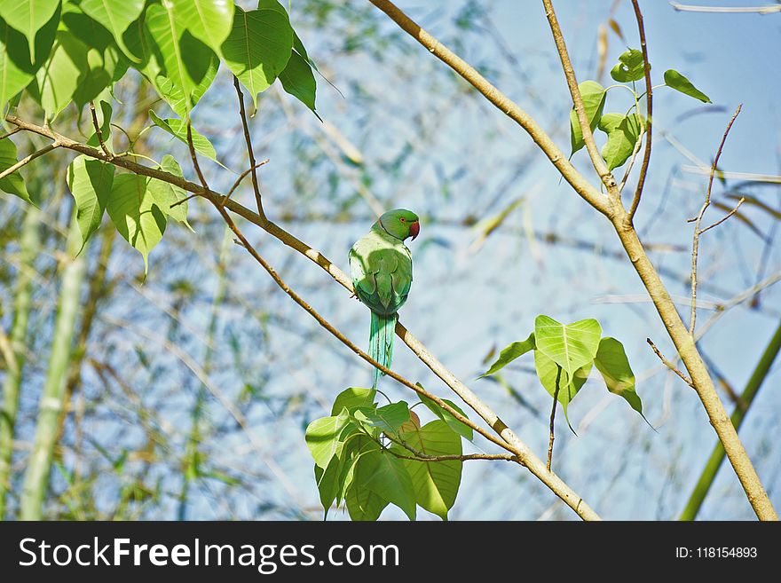 Bird, Branch, Fauna, Leaf