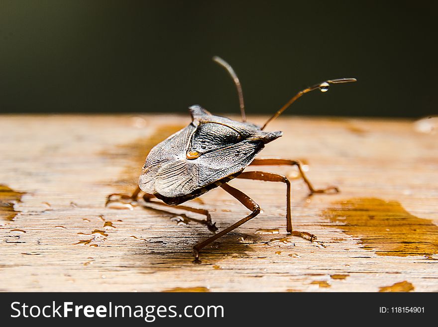 Insect, Invertebrate, Macro Photography, Fauna