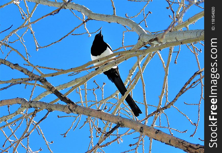 Bird, Branch, Fauna, Tree