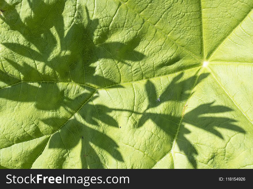 Leaf, Plant, Vegetation, Herb