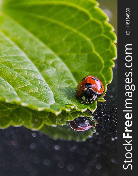 Water, Leaf, Ladybird, Macro Photography