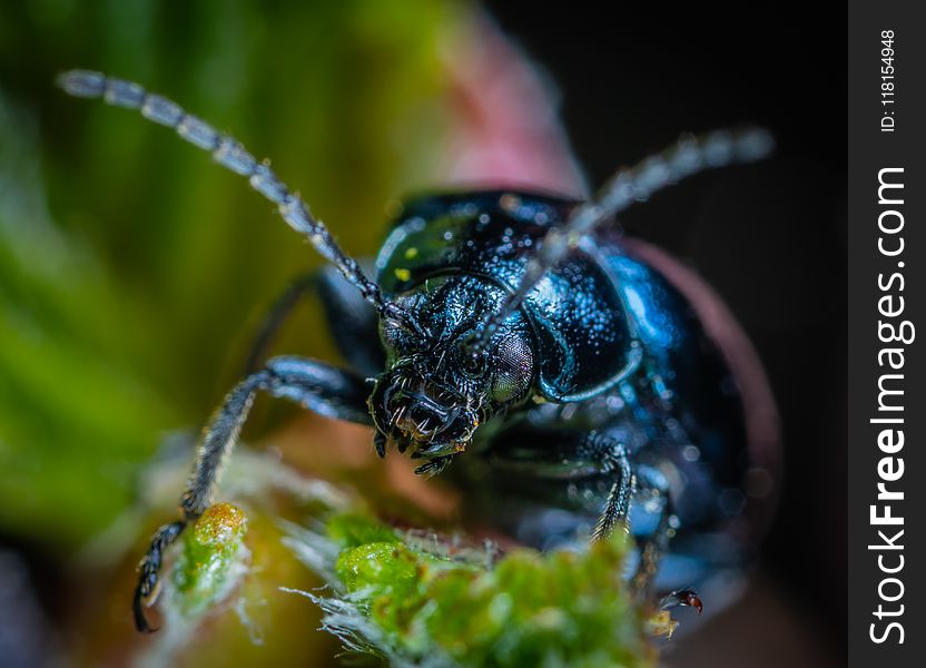 Insect, Macro Photography, Invertebrate, Close Up