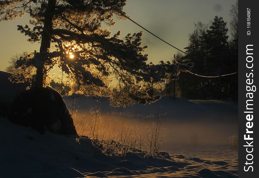 Nature, Reflection, Snow, Tree