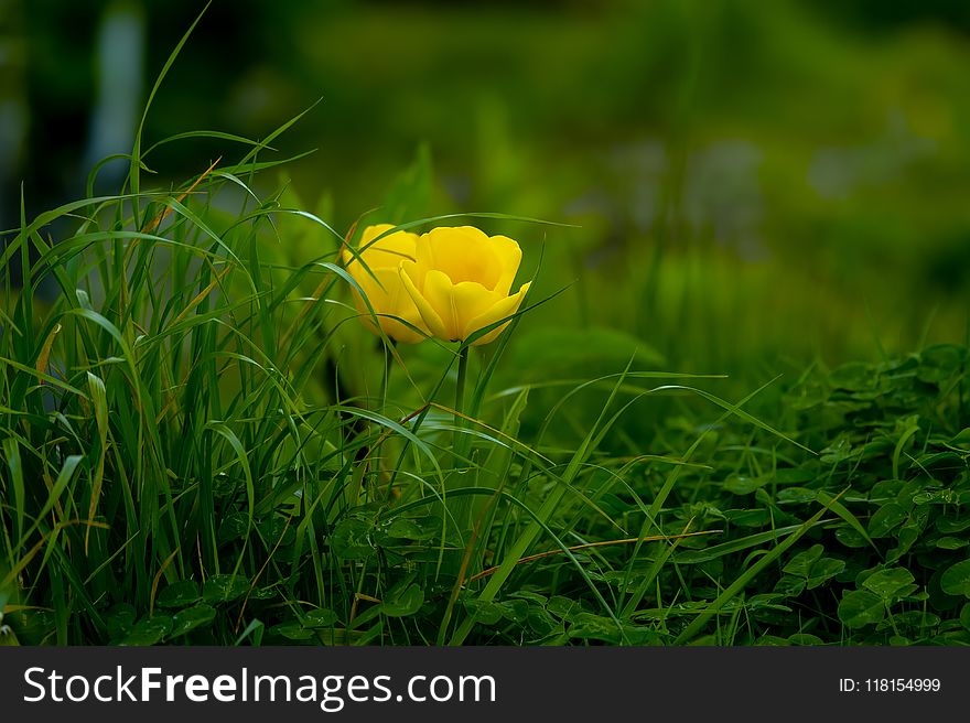 Flower, Yellow, Wildflower, Vegetation