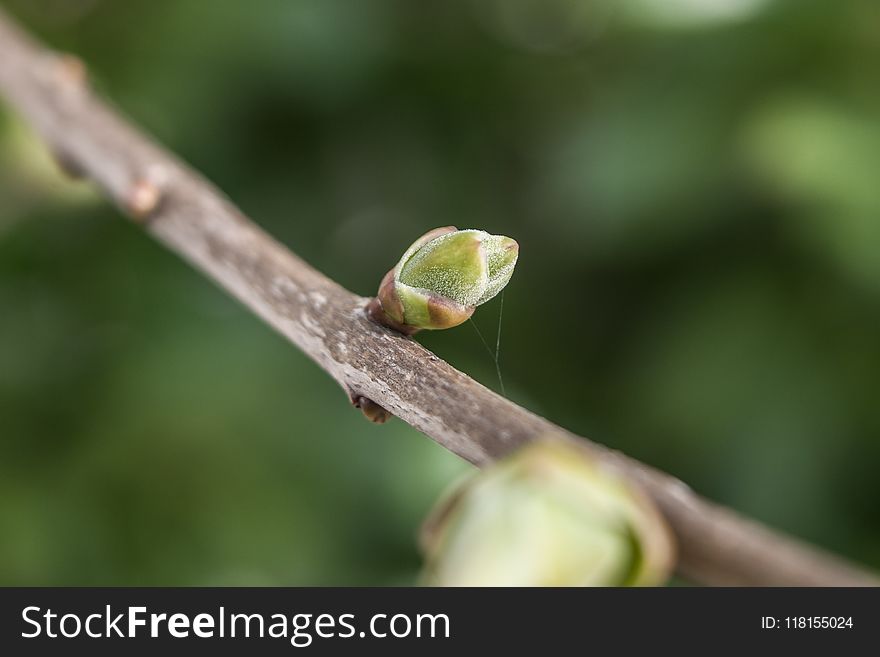 Bud, Branch, Leaf, Flora