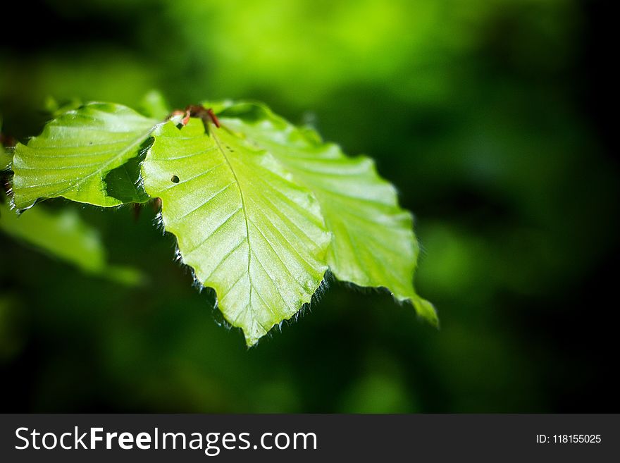 Leaf, Green, Vegetation, Deciduous
