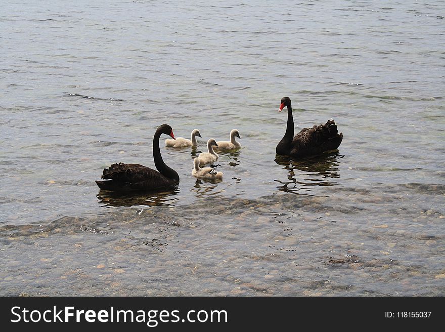 Black Swan, Water Bird, Ducks Geese And Swans, Bird