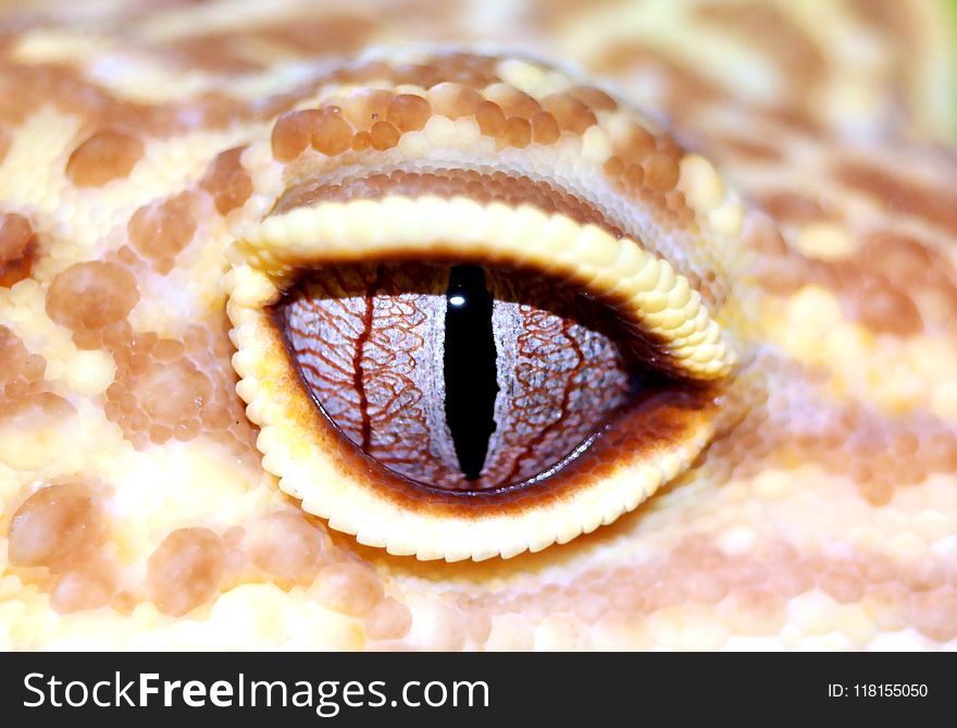 Scaled Reptile, Reptile, Close Up, Snake