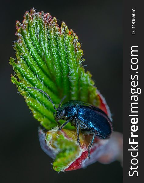 Insect, Invertebrate, Close Up, Macro Photography