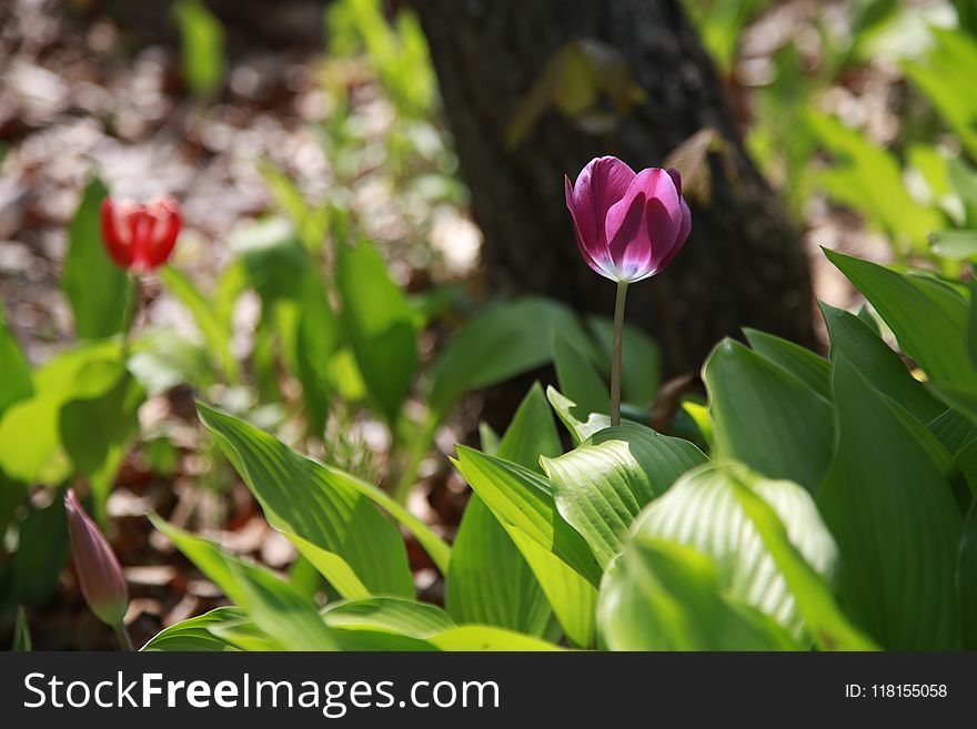 Plant, Flower, Flowering Plant, Tulip