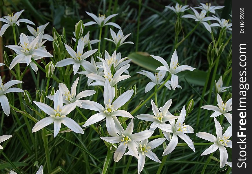 Plant, Flower, Flora, Pyrenees Star Of Bethlehem