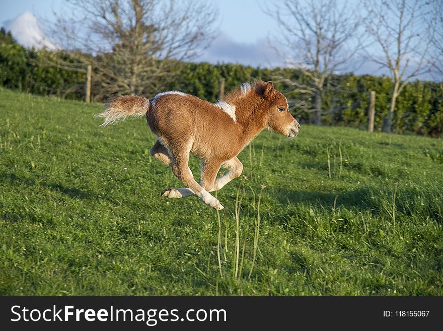 Grass, Pasture, Fauna, Grassland