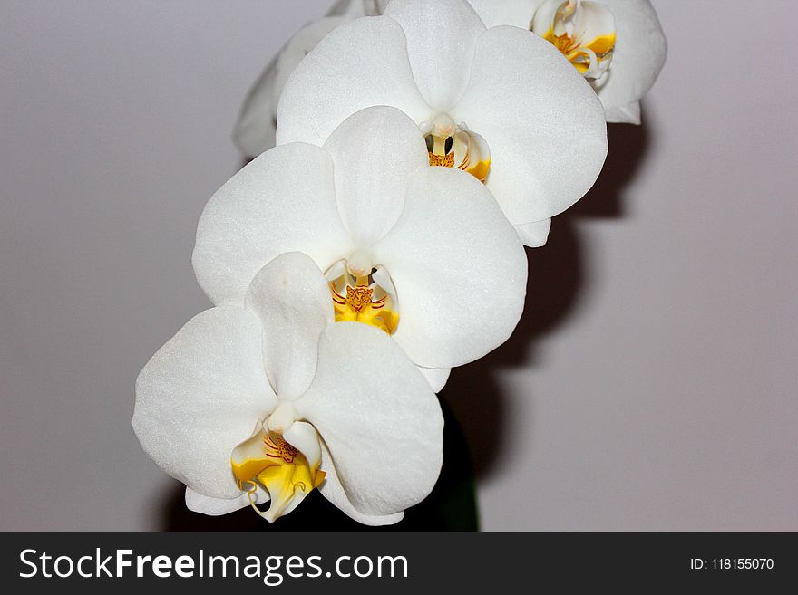 Flower, White, Flowering Plant, Moth Orchid
