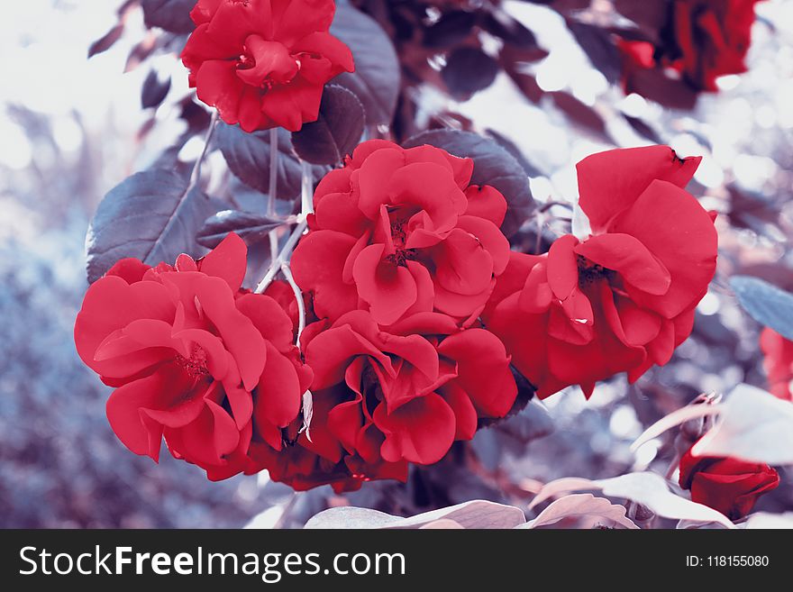 Flower, Red, Flowering Plant, Rose Family