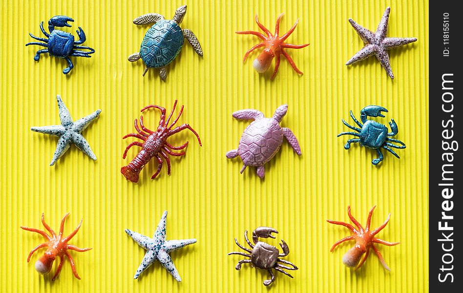 Invertebrate, Fauna, Insect, Starfish