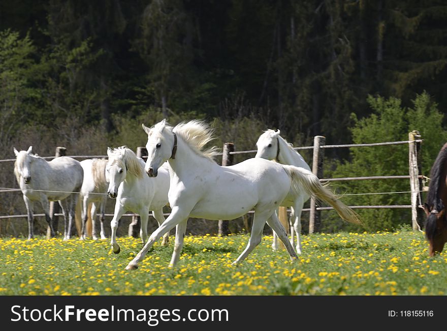 Horse, Pasture, Grassland, Horse Like Mammal