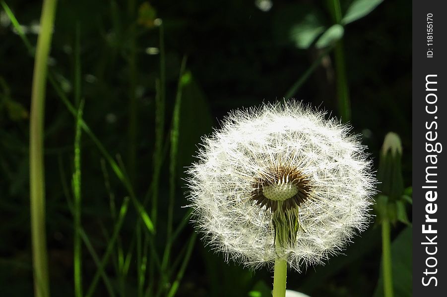 Flower, Dandelion, Flora, Plant