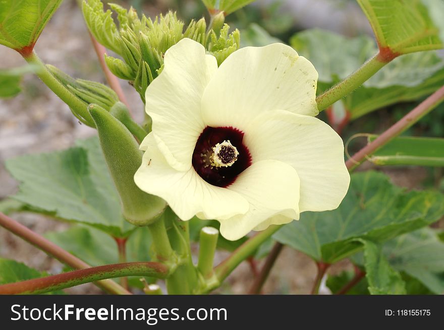 Flower, Plant, Okra, Flora