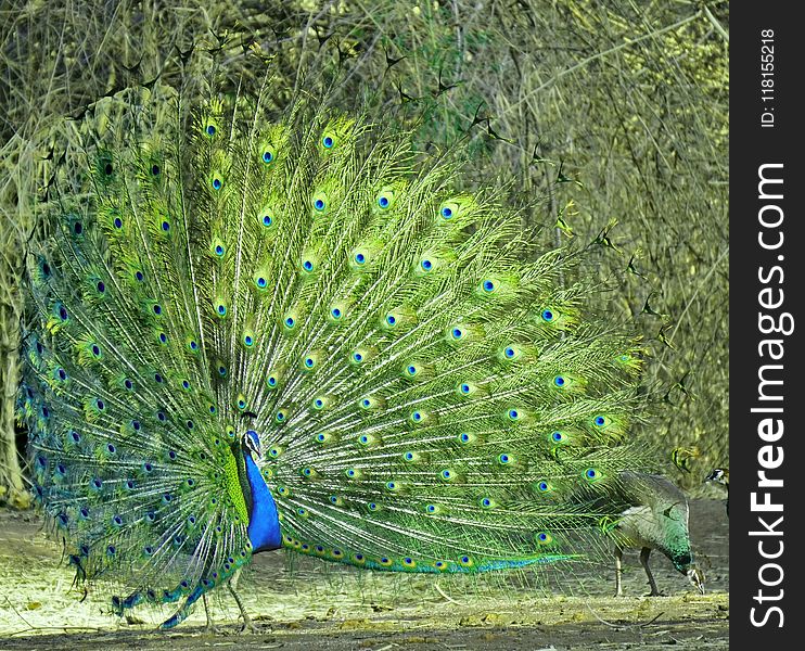 Peafowl, Ecosystem, Galliformes, Fauna