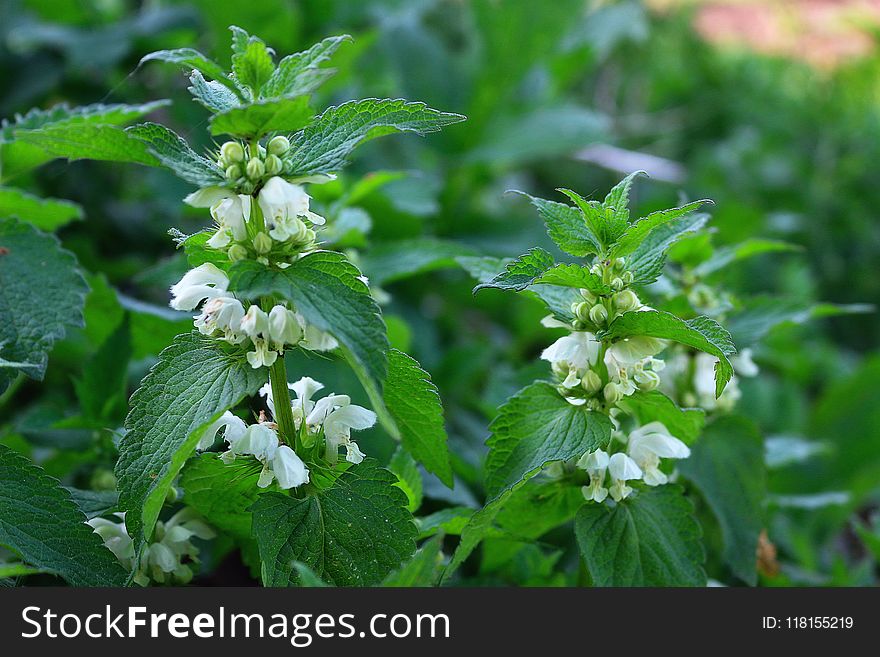 Plant, Herb, Perilla, Urtica