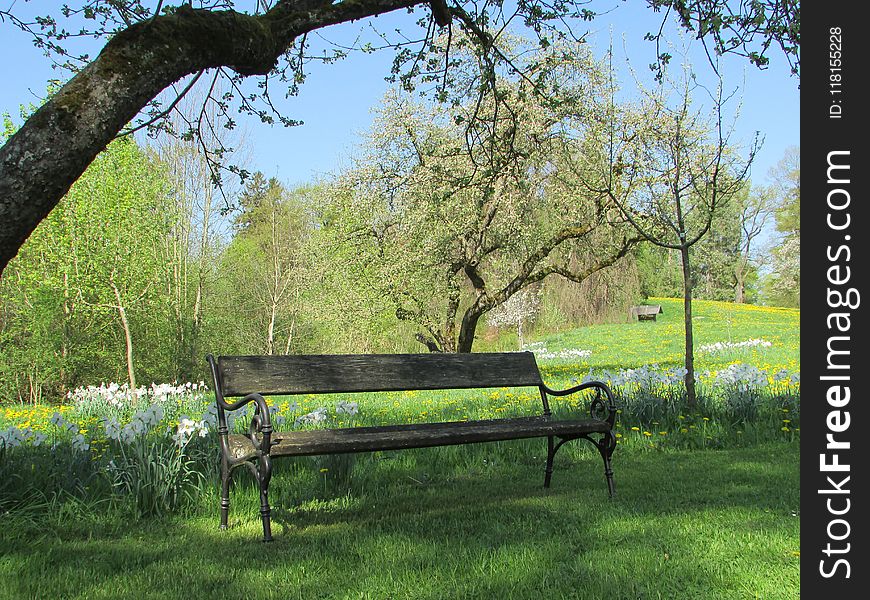 Nature Reserve, Tree, Bench, Grass
