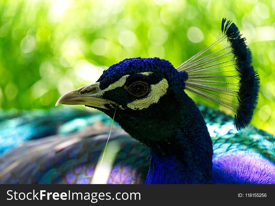 Peafowl, Beak, Bird, Fauna