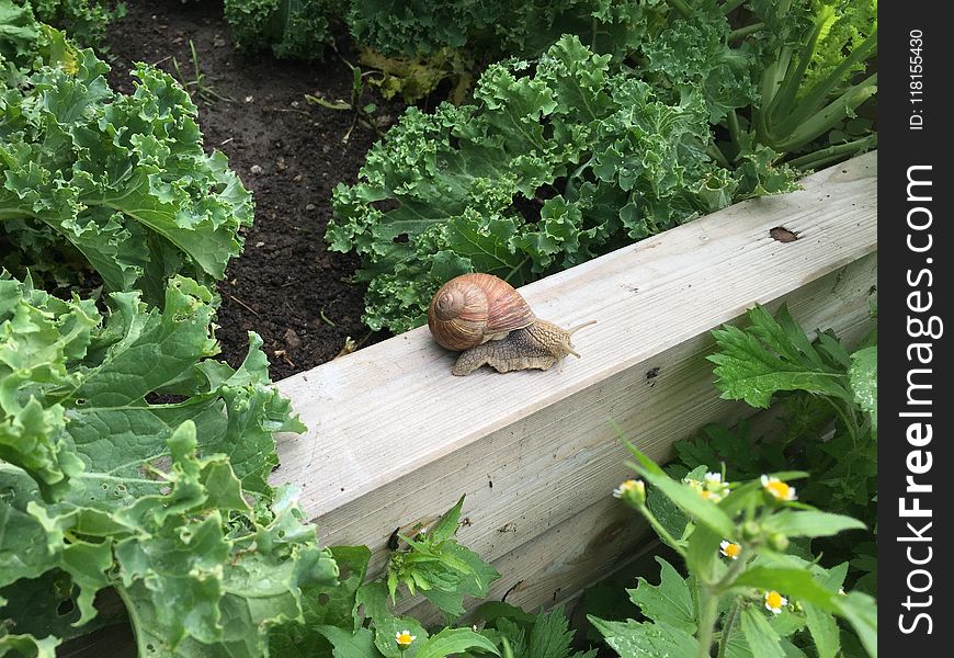 Snail, Plant, Snails And Slugs, Herb