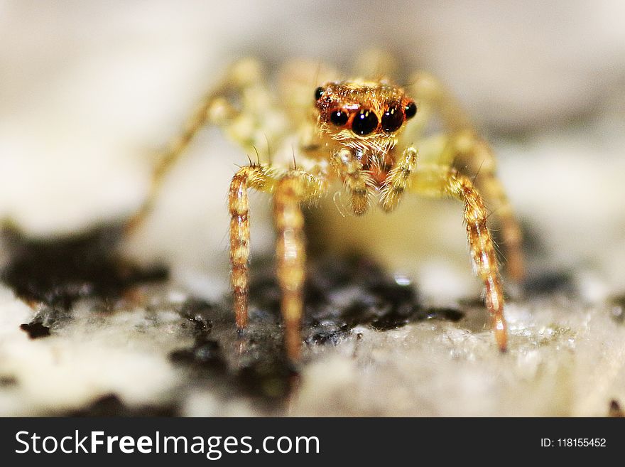 Insect, Macro Photography, Invertebrate, Close Up