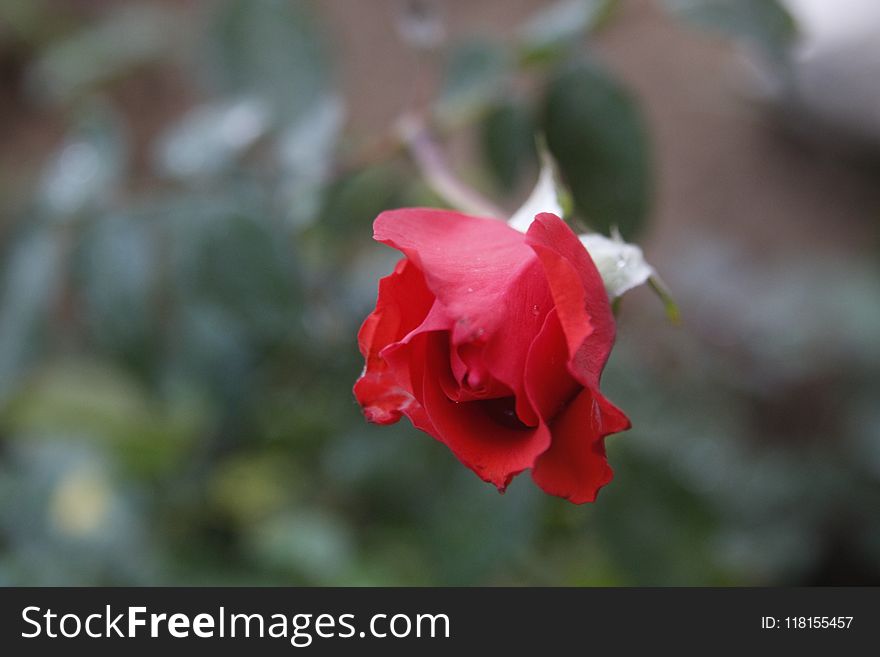 Red, Rose Family, Flower, Flora