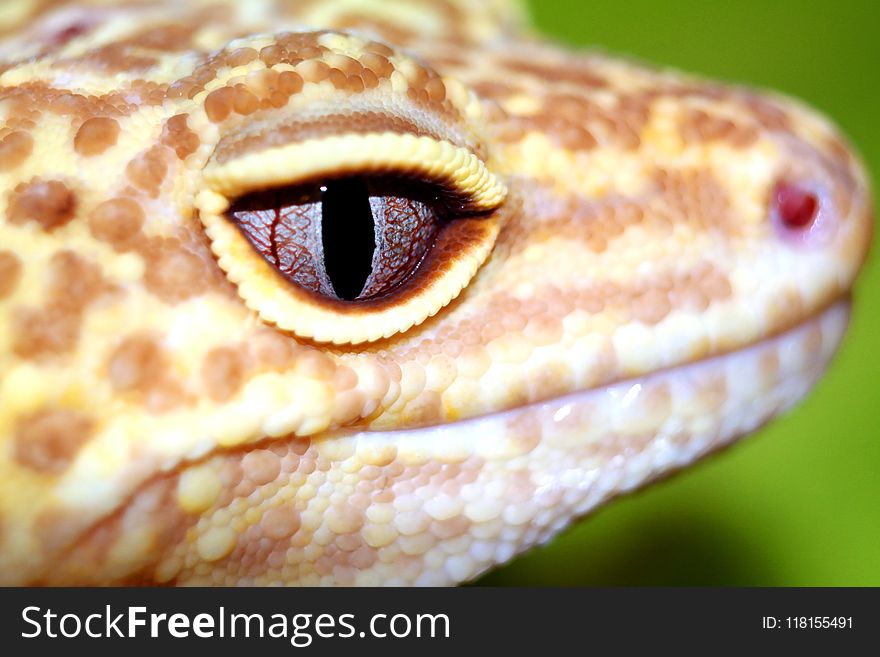 Reptile, Scaled Reptile, Macro Photography, Close Up