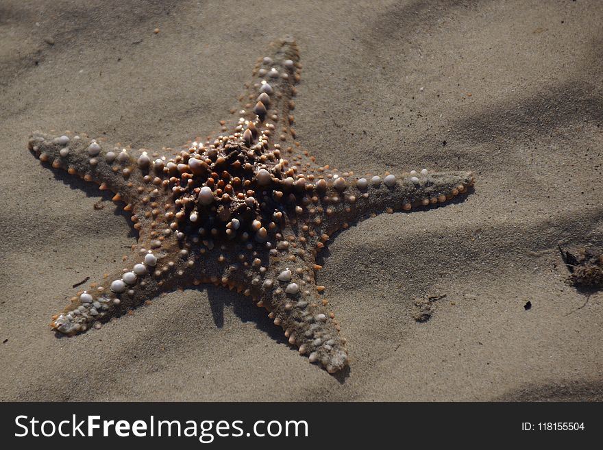 Starfish, Marine Invertebrates, Invertebrate, Echinoderm