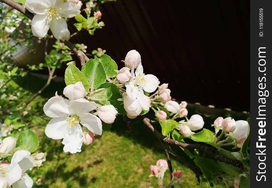 Blossom, Flower, Plant, Spring