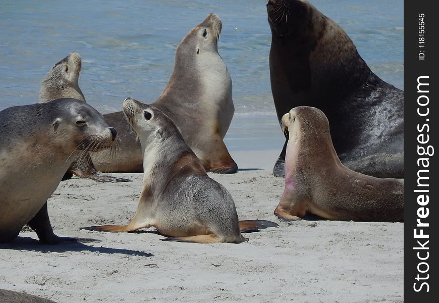 Seals, Mammal, Fauna, Marine Mammal